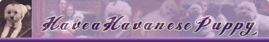 Havanese Puppies For Sale - AKC Limited Registration puppies